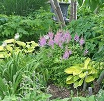 Hosta are great companions with other beautiful shade perennials.