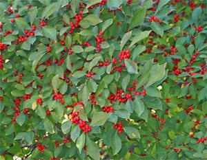 Winterberry in early Fall