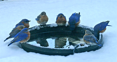 Bluebirds enjoy fresh water in the middle of winter.
