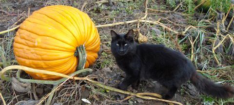 pumpkin and cat