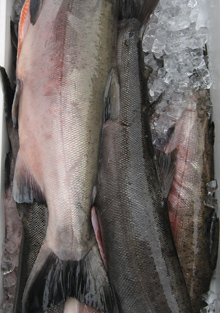 whole salmon from columbia river fish company