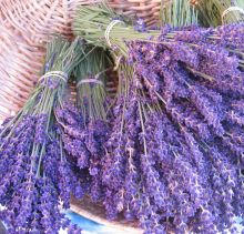 some lavender from dancing light ranch
