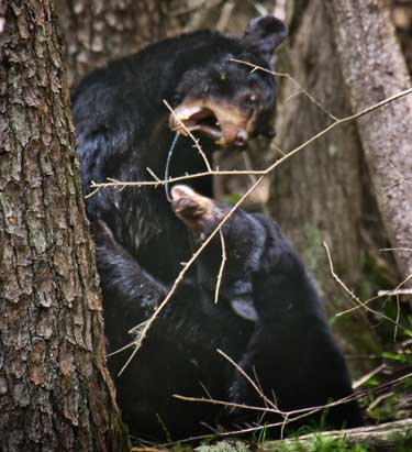 mother bear teaching cub terry barnes