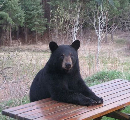 Bear at table