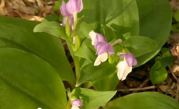 showy orchis valerie polk