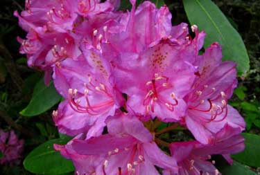 rhododendron purple john northrop