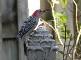 red bellied woodpecker conservation