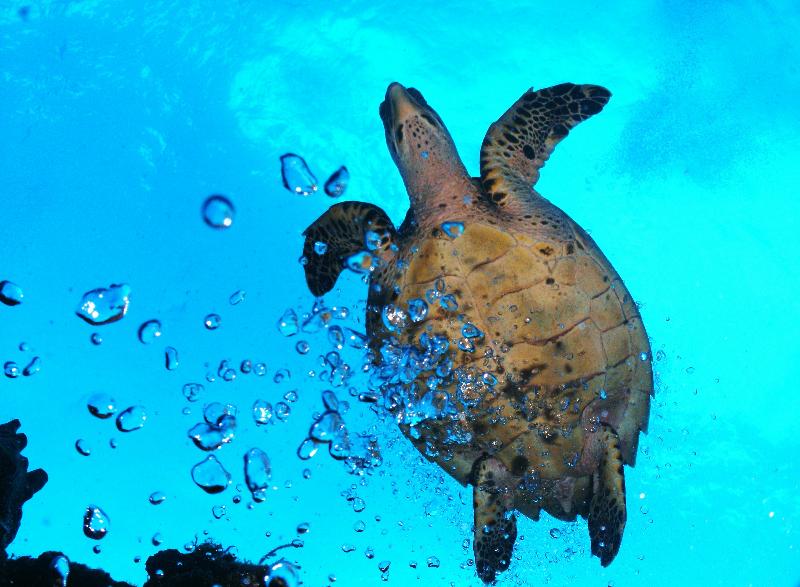 Hawksbill turtle in bubbles