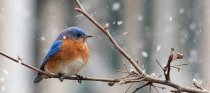 winter bird on branch w/snow