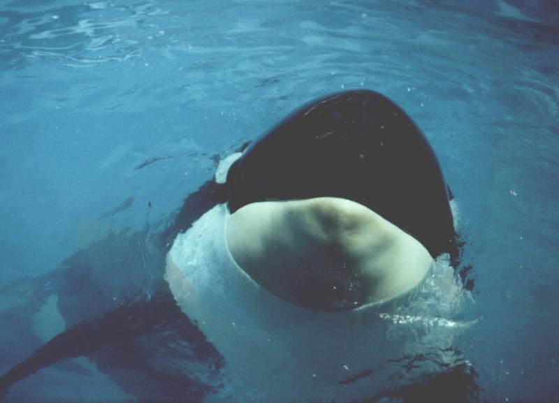 Tokitae looking up at us from her tank in Miami, FL in the late 1990s