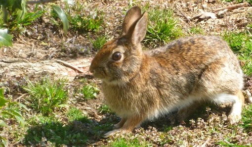 rabbit in springtime