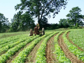 Tractor Cultivating