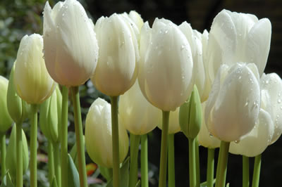 white-dew-tulips.jpg