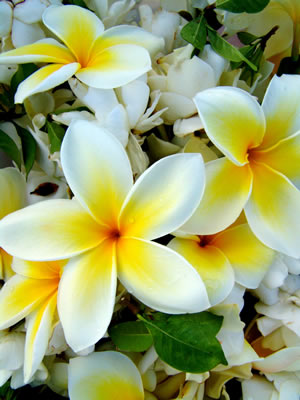 white-flower-assortment.jpg