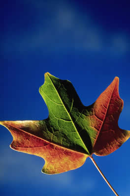 red, green, orange leaf on blue background