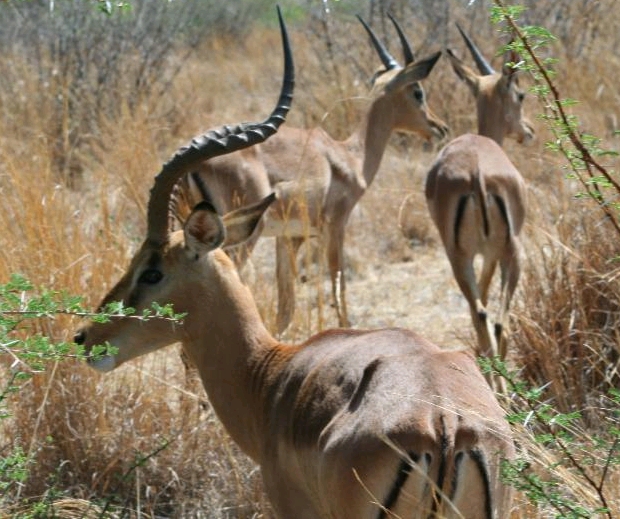 Impala and blesbuck