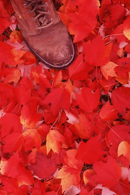 red-foliage-shoe.jpg