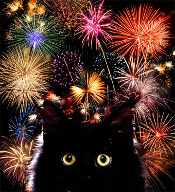 cat and fireworks
