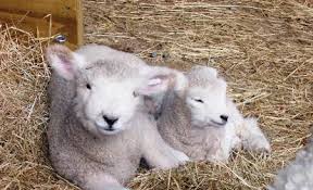 AF - Lambs
