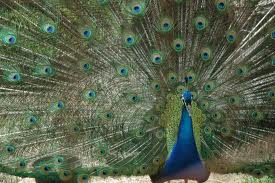 AF - Peacock