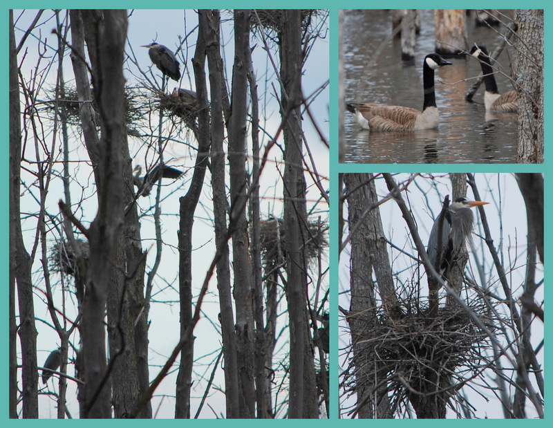 spring birds heron geese