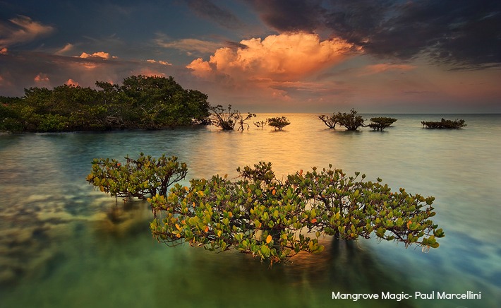 Mangrove Magic-Marcellini