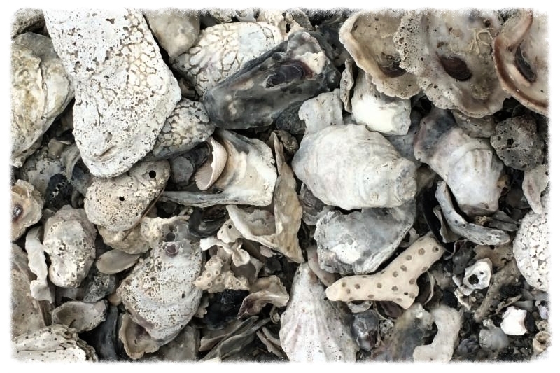 Seashells on beach
