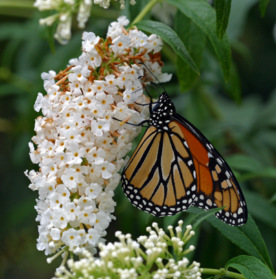 Monarch butterfly on a Buddleia 'White Profusion' flower