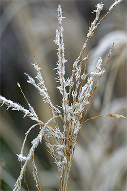 Frost on a Miscanthus plume