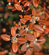 Korean boxwood foliage became bronzy orange during winter.