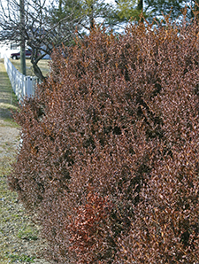 The windward side of this Korean boxwood has become bronzed from wind and sun exposure.