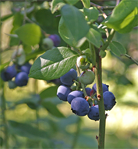 Blueberries require acidic soil to perform their best.
