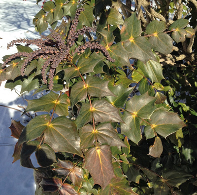 Mahonia bealei in winter