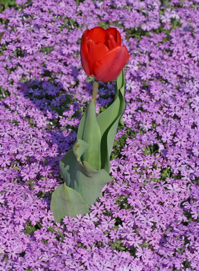 Lone tulip blooms among the creeping phlox