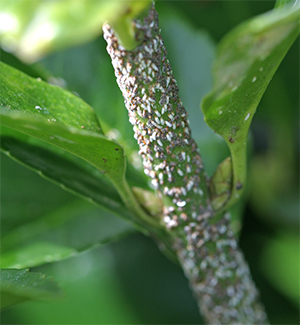 Euonymus scale on stem