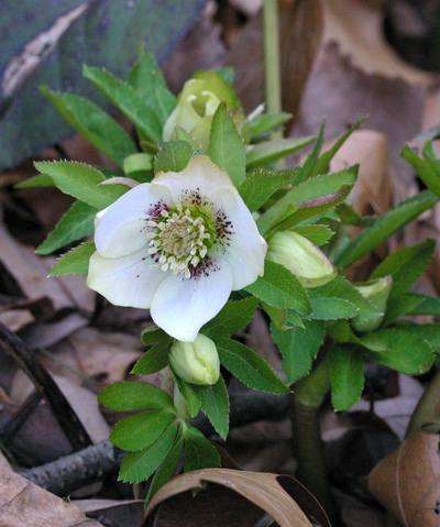 Helleborus in early spring
