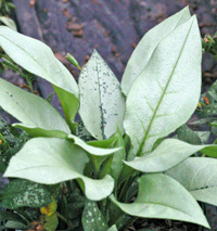 Pulmonaria 'Majeste' has solid silver leaves