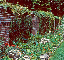 South facing brick wall creates warmer conditions.