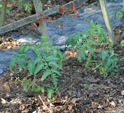 Mulched tomato plants