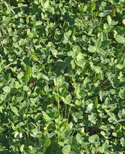 Clover is often planted as a cover crop
