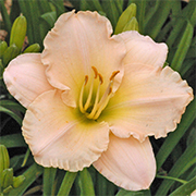 Daylily 'Lullaby Baby'