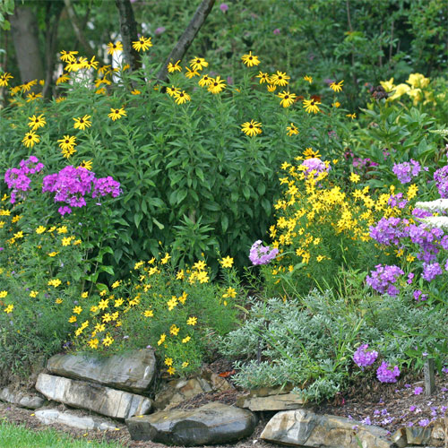 A gorgeous rock wall garden at Viette's blooms all summer with Rudbeckia, tall summer Phlox, and Coreopsis 'Zagreb'.