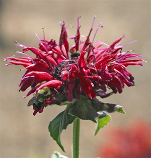 Shaggy monarda flowers attract many different pollinators