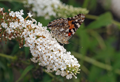 Fritillary butterfly on Buddleia 'White Profusion'