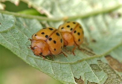 Mexican bean beetles can be devastating to bean crops.