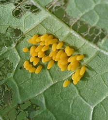 Bean beetles lay their eggs on the underside of the bean foliage.