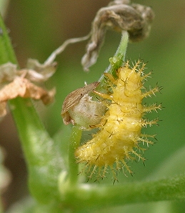 Bean beetle larvae do extensive damage to bean foliage  