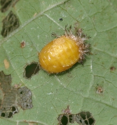 Bean beetle pupa