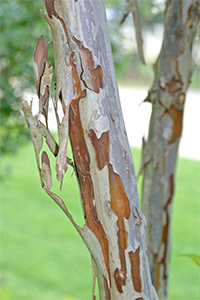 The beautiful exfoliating bark of crape myrtle gets more interesting with age!