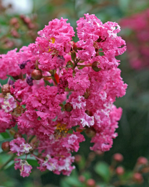 Double flowering crape myrtle